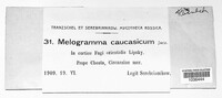 Melogramma caucasicum image